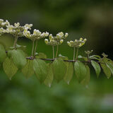 Himalayan Garden 20220515 142336