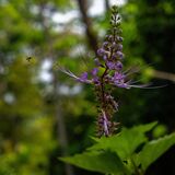 Langkawi 20250327 030650 copy