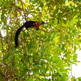 Langkawi 20250327 053411 copy