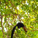 Langkawi 20250327 053412 copy