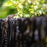 Langkawi 20250327 062730 01 copy