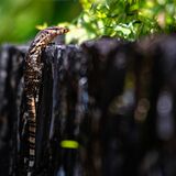 Langkawi 20250327 062730 02 copy