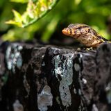 Langkawi 20250327 063455 copy