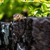 Langkawi 20250327 063530 copy