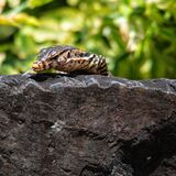 Langkawi 20250327 063541 01 copy