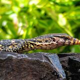 Langkawi 20250327 063633 01 01 copy