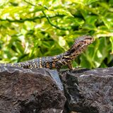 Langkawi 20250327 063647 copy