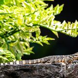 Langkawi 20250327 063658 copy