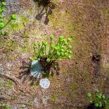 Langkawi 20250328 085837 copy