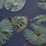 Langkawi 20250329 234828 copy