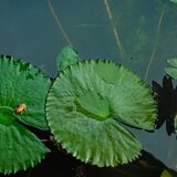 Langkawi 20250329 235208 copy