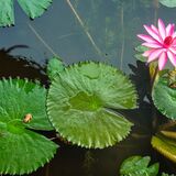 Langkawi 20250329 235239 copy