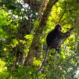 Langkawi 20250330 092822 copy