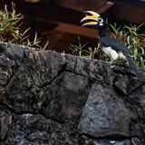 Langkawi 20250330 094103 copy