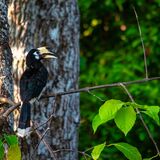 Langkawi 20250330 102434 copy