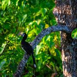 Langkawi 20250330 102920 copy