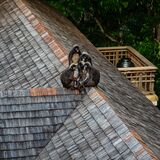 Langkawi 20250331 103320 01 copy