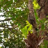 Langkawi 20250331 111835 copy