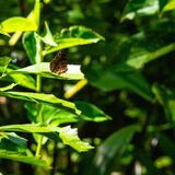 Langkawi 20250401 075600 copy