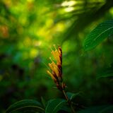 Langkawi 20250401 075656 01 01 copy