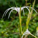 Langkawi 20250401 081825 02 copy