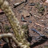 Langkawi 20250403 030815 01 copy