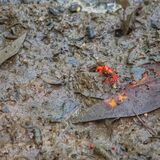 Langkawi 20250403 031411 01 copy