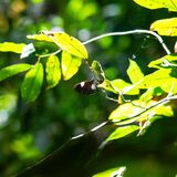 Langkawi 20250403 031806 copy