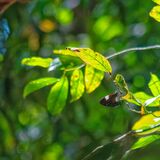 Langkawi 20250403 031817 01 copy