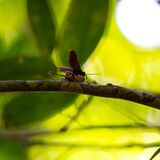 Langkawi 20250403 032728 copy