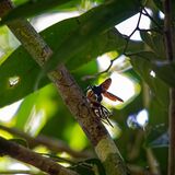 Langkawi 20250403 032733 02 copy