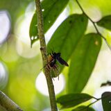 Langkawi 20250403 032739 copy