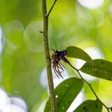 Langkawi 20250403 032741 copy