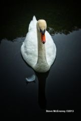 Mute_Swans_#04