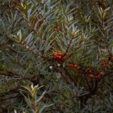 Northumberland 20240930 123801 copy