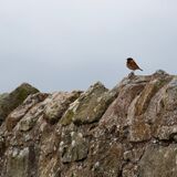 Northumberland 20240930 145057 copy