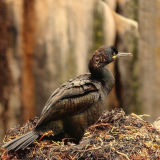 Nesting Shag in Golden Light