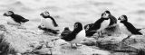 Atlantic Puffins