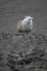 The Laughing Ewe