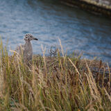 Whitby 20220627 175608