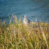 Whitby 20220627 175805