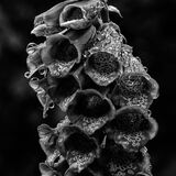 Swinsty 20240714 141630 copy