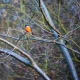 Bull_Finch_01