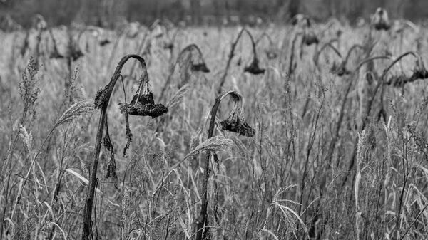 Wetlands Ripon 20251231