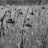 Wetlands Ripon 20251231