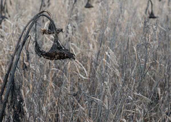 Wetlands Ripon 20251231 151958