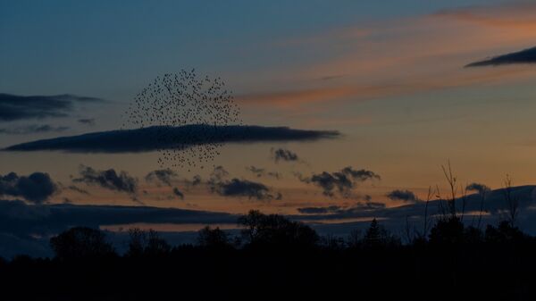 Wetlands Ripon 20251231 160411