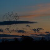 Wetlands Ripon 20251231 160411