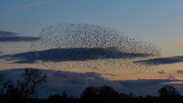 Wetlands Ripon 20251231 160758