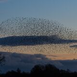 Wetlands Ripon 20251231 160758